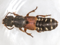 Platydracus stercorarius